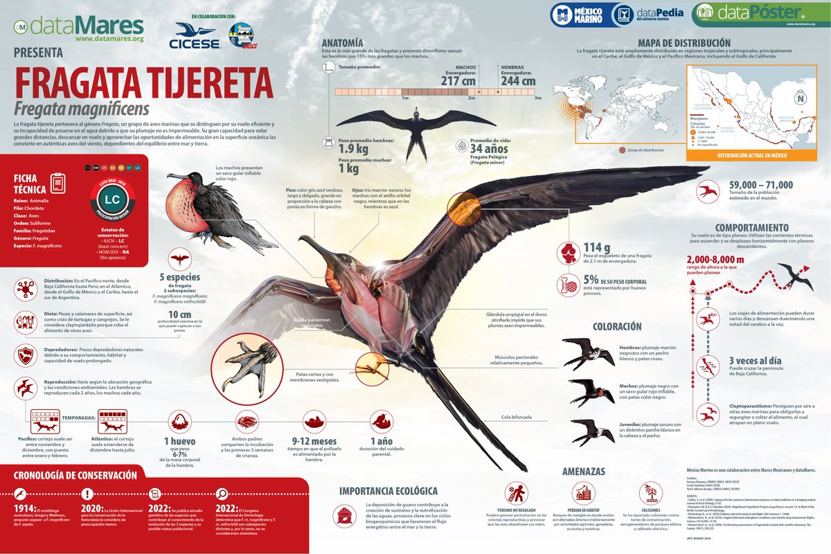 #dataMaresPresenta Fragata Tijereta 
Estas expertas voladoras utilizan corrientes térmicas para alcanzar entre 2-8 mil m de altura.

#dataPoster: datamares.org/preview/dp_fra…

¡Gracias al Lab. de Aeroecologia Marina por la colaboración!

#MexicoMarino #avesmarinas #fregatamagnificens