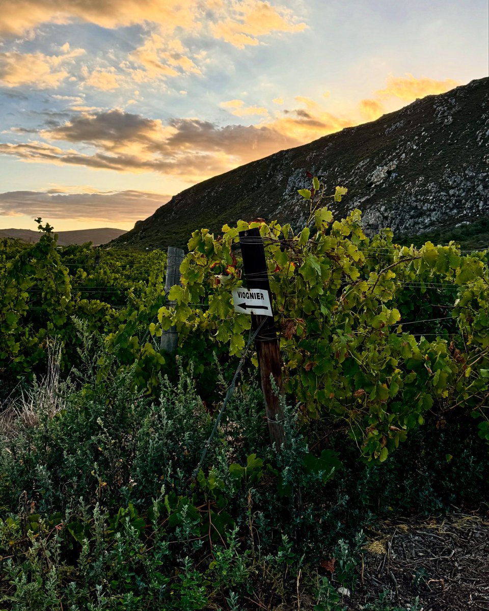 Day's done, sun's set. Grateful for another fruitful day's harvest🍇 ☀️

#vineyardviews #sunsetserenity #winelife #SAWineHarvestSeason2025 #SAWineHarvest #WineHarvest2025 #harvest2025 #harvestdiaries