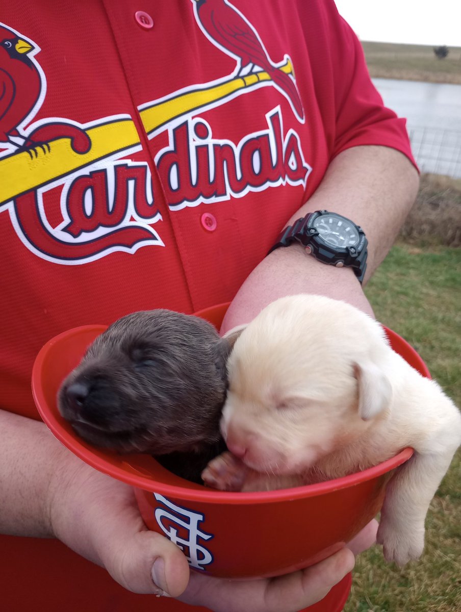 STLBluesBrother's tweet photo. From our newest pups, happy Opening Day, and go @Cardinals! https://t.co/9JD02b6rTT