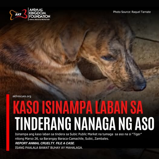 MGASpillsFacts's tweet photo. Hoping influencers/politicians can help in formulating a tougher law for Animal Cruelty. Kung may clear na program ang central/local government sa mga strays.  Sick and tired of seeing animals being killed for miniscule reasons. 
#JusticeForTiger 
Please lang po @heart021485 https://t.co/sXNHrKoamh