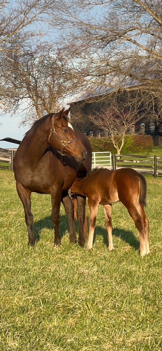 Vincent Colbert (@vincentcolbert) on Twitter photo 20 yr old Grade 1 producing mare Quickest, who also happens to be the longest residence <a href="/TAOcampo/">Rose Hill Farm</a> 17 years and counting. By the way that's her 😎 Olympiad colt. <a href="/Fijithegreat/">Jaime Roth</a> <a href="/Gainesway/">Gainesway</a> 20 yr old Grade 1 producing mare Quickest, who also happens to be the longest residence <a href="/TAOcampo/">Rose Hill Farm</a> 17 years and counting. By the way that's her 😎 Olympiad colt. <a href="/Fijithegreat/">Jaime Roth</a> <a href="/Gainesway/">Gainesway</a>