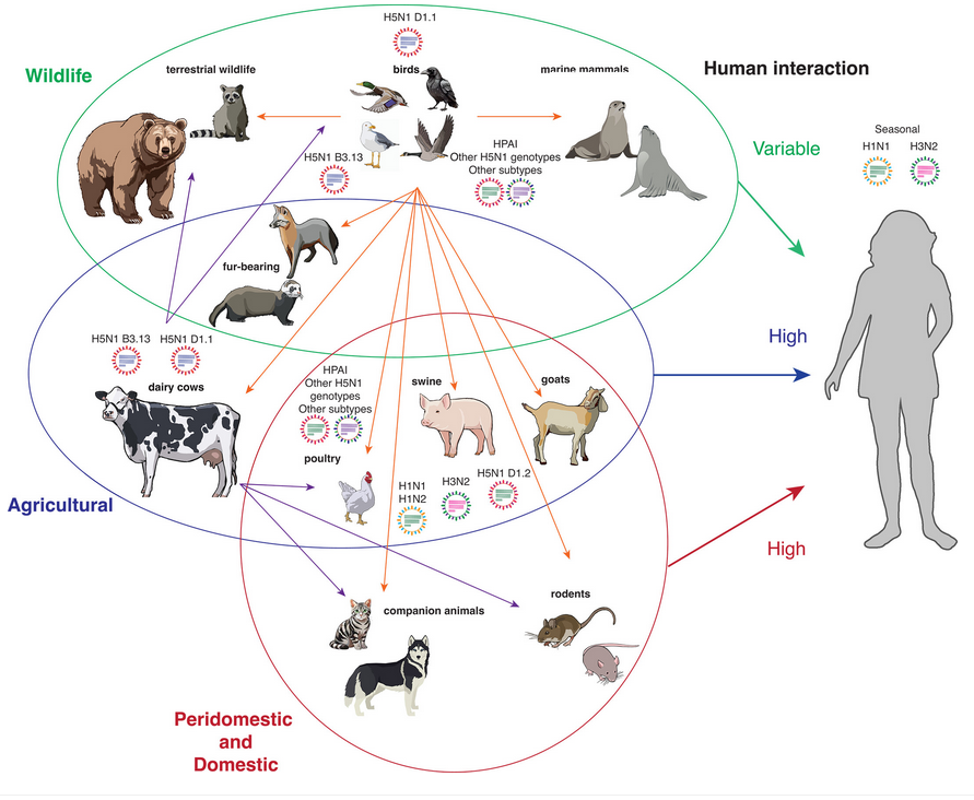 greg_folkers's tweet photo. J Virol:  Highly pathogenic avian influenza #H5N1 : history, current situation, and outlook  

Nice review by 
@florian_krammer, Enikö Hermann, @angie_rasmussen 

https://t.co/Cl90u3GS7I https://t.co/AxfTxQZ1eb