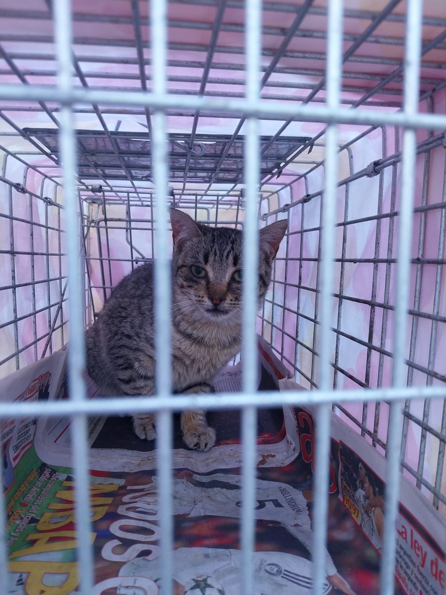 4 CER mas. Este año llevamos ya 22 gatitos esterilizados. Nos ayudáis a seguir?