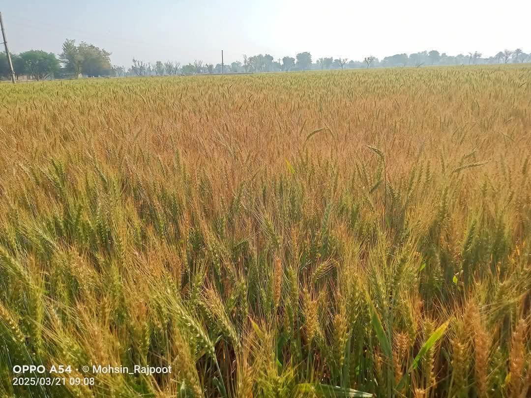 مافیا کی مرغی 700 روپے کلو
 اور
 کسان کی گندم 70 روپے کلو