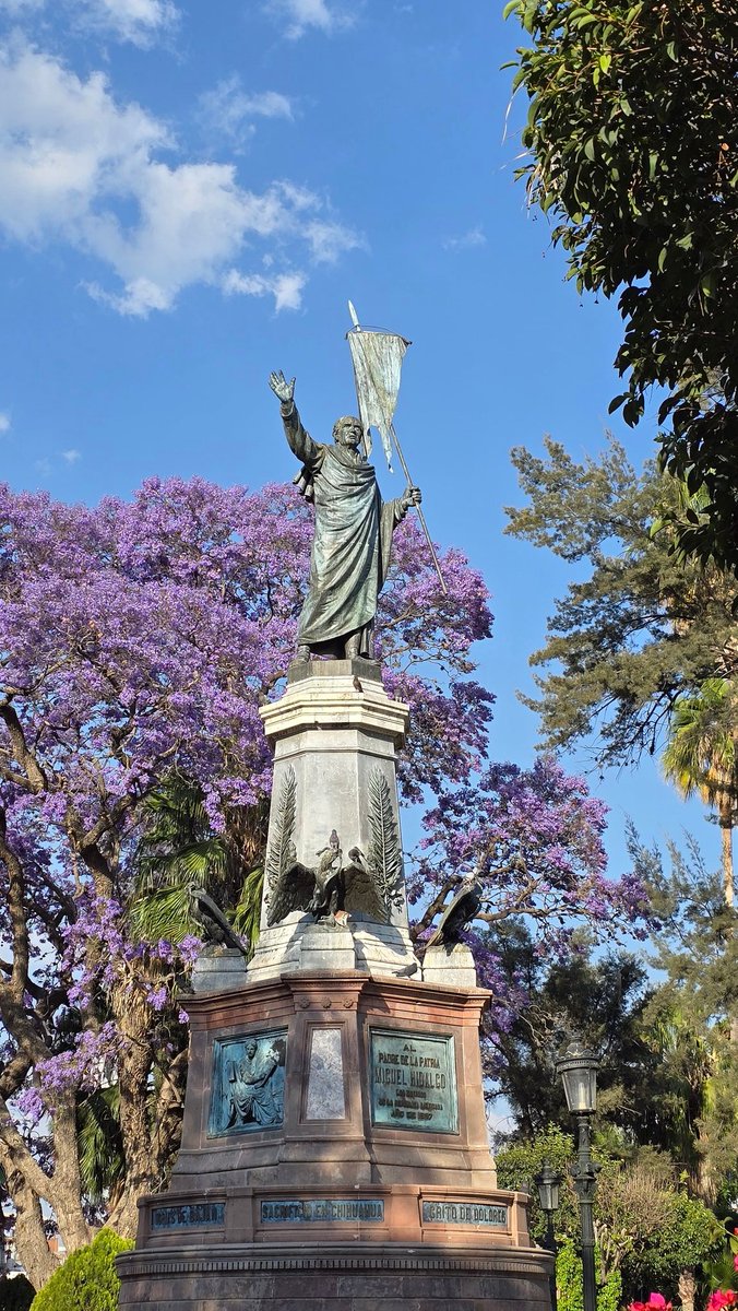 alejandro_agmen's tweet photo. #JacarandaAzteca, una de ayer en mi #DoloresHidalgo, el lugar donde estas florecen para celebrar a la patrona de nuestro #Pueblo Mágico, la Virgen de los Dolores.
 @RicardoBSalinas @JorgeNikaidoB y @MLMSalinas. https://t.co/YbspupYOeS
