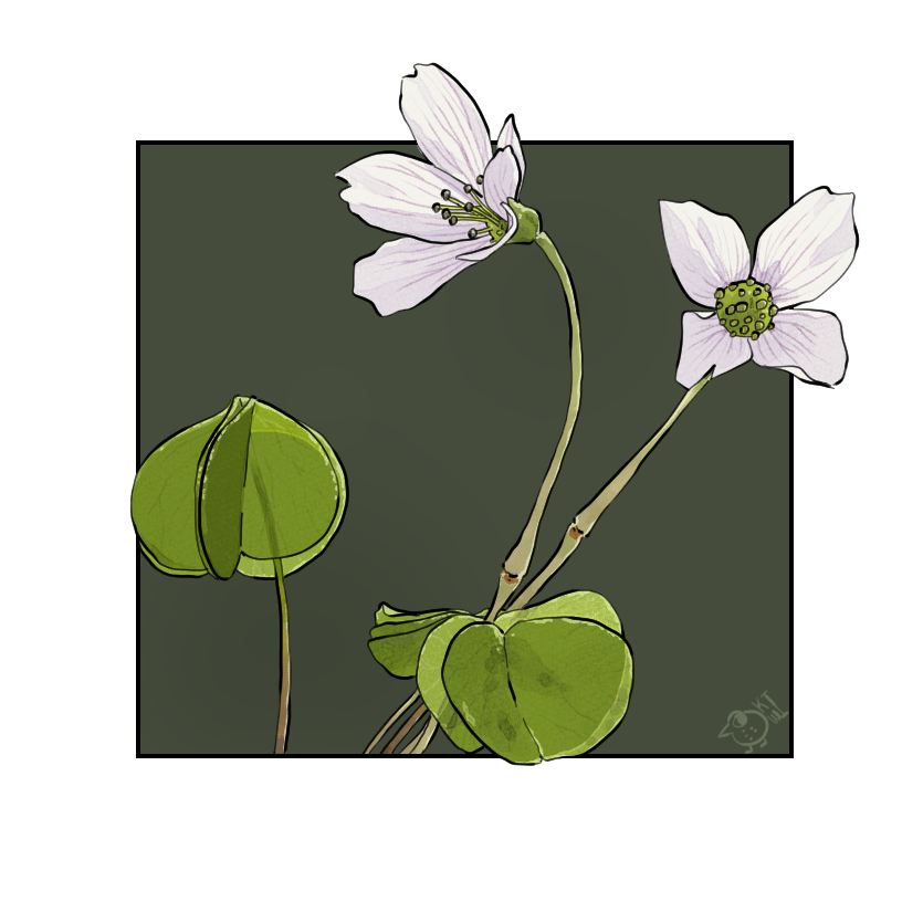 Kiwi_Temivel's tweet photo. 26. Clover
#clover #dailyprompts #digitalart https://t.co/MGkAqJGup6