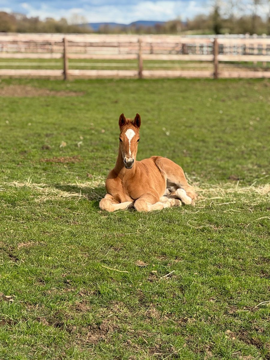 Ben Haslam (@benhaslamracing) on Twitter photo Spring has arrived! Our <a href="/DarleyStallions/">Darley</a> Harry Angel colt ex Lady Lekki relaxing in the March sun at <a href="/AliceSHaslam/">Alice in Wonderland 🔝</a> Blackberry Farm <a href="/DJClifford11/">David Clifford</a> <a href="/Shapiro07/">Daniel South</a> Spring has arrived! Our <a href="/DarleyStallions/">Darley</a> Harry Angel colt ex Lady Lekki relaxing in the March sun at <a href="/AliceSHaslam/">Alice in Wonderland 🔝</a> Blackberry Farm <a href="/DJClifford11/">David Clifford</a> <a href="/Shapiro07/">Daniel South</a>