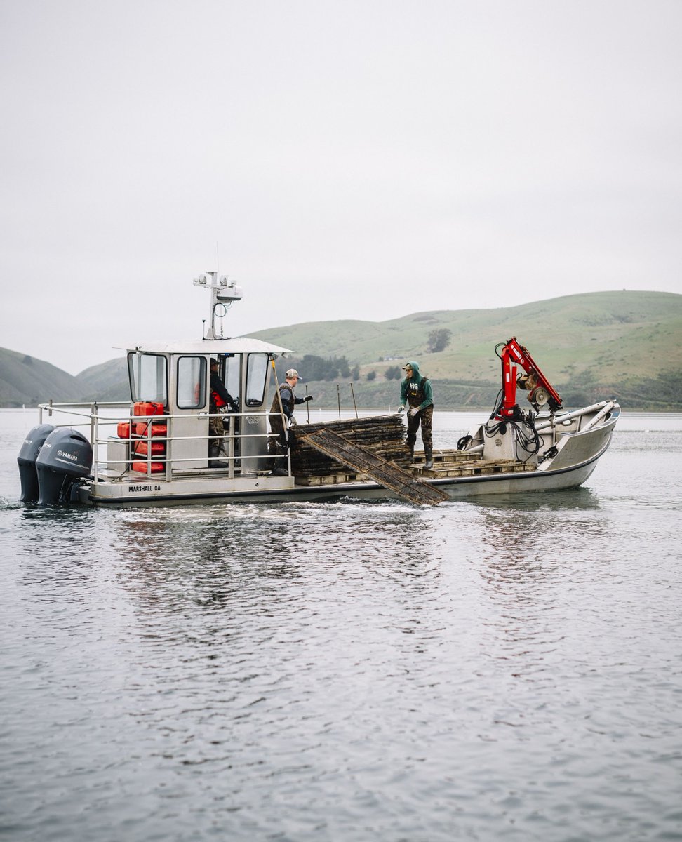 Morning glass. 👌 Supreme conditions for the crew during a morning oyster transfer on Tomales Bay! // #HogIslandOysterCo #TomalesBay #OysterFarming