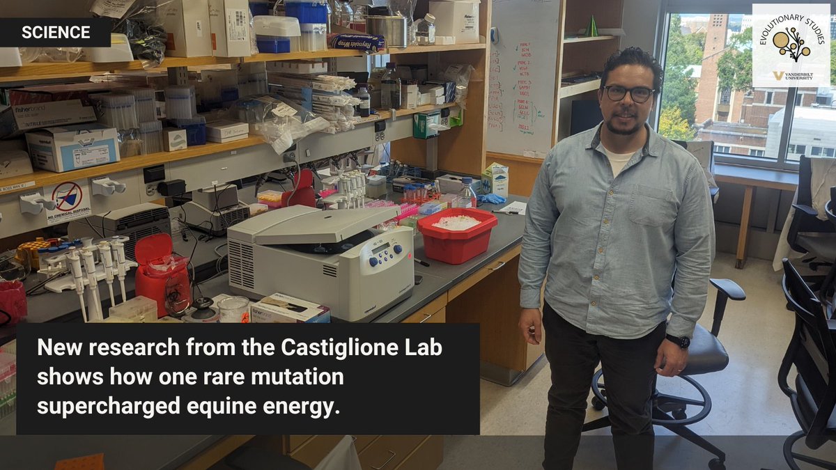EvolutionVU's tweet photo. 🏇 Horses evolved a viral trick to outrun damage.
The @giannicast Lab found a rare mutation that supercharges muscle energy—without the usual side effects.
New study in @ScienceMagazine. 
🔬 @vanderbiltu #evolution #genetics #Science2025 https://t.co/GwEgpc7XnX