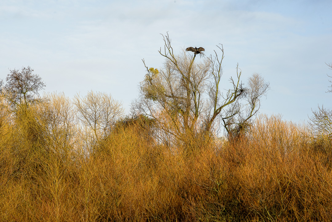 Delta Stewardship Council (@deltacouncil) on Twitter photo There's always more to explore in the #sacdelta, especially with a new <a href="/CAStateParks/">CA State Parks</a>, #deltameadows! 🗺
Read all about it in a #newblog ➡ rebrand.ly/47684e.
Join the Delta Plan Interagency Implementation Committee on April 3 for a site visit ➡ rebrand.ly/9caed7. There's always more to explore in the #sacdelta, especially with a new <a href="/CAStateParks/">CA State Parks</a>, #deltameadows! 🗺
Read all about it in a #newblog ➡ rebrand.ly/47684e.
Join the Delta Plan Interagency Implementation Committee on April 3 for a site visit ➡ rebrand.ly/9caed7.