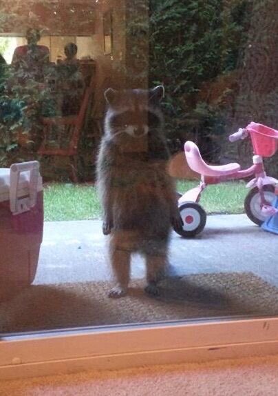 💖 (@twaniimals) on Twitter photo 