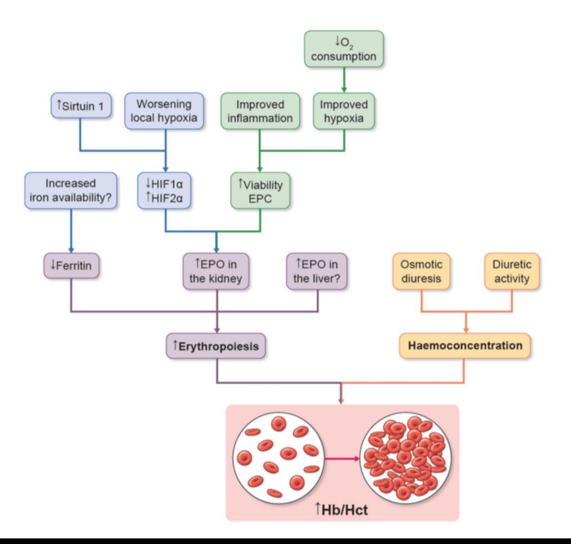 🩸 Anemia correction with SGLT2 inhibitor 

🤷‍♀️ It’s not just due to hemoconcentration/diuretic effect of SGLT2i

✅Its also due to ⤴️EPO production 

✅Benefecial in CKD- Can ⬇️ Erthropoitin dosing 

👎Caution in pts with high baseline Hb level (ADPKD) 

<a href="/NDTsocial/">NDT</a> <a href="/hjanders_hans/">Hans-Joachim Anders</a>