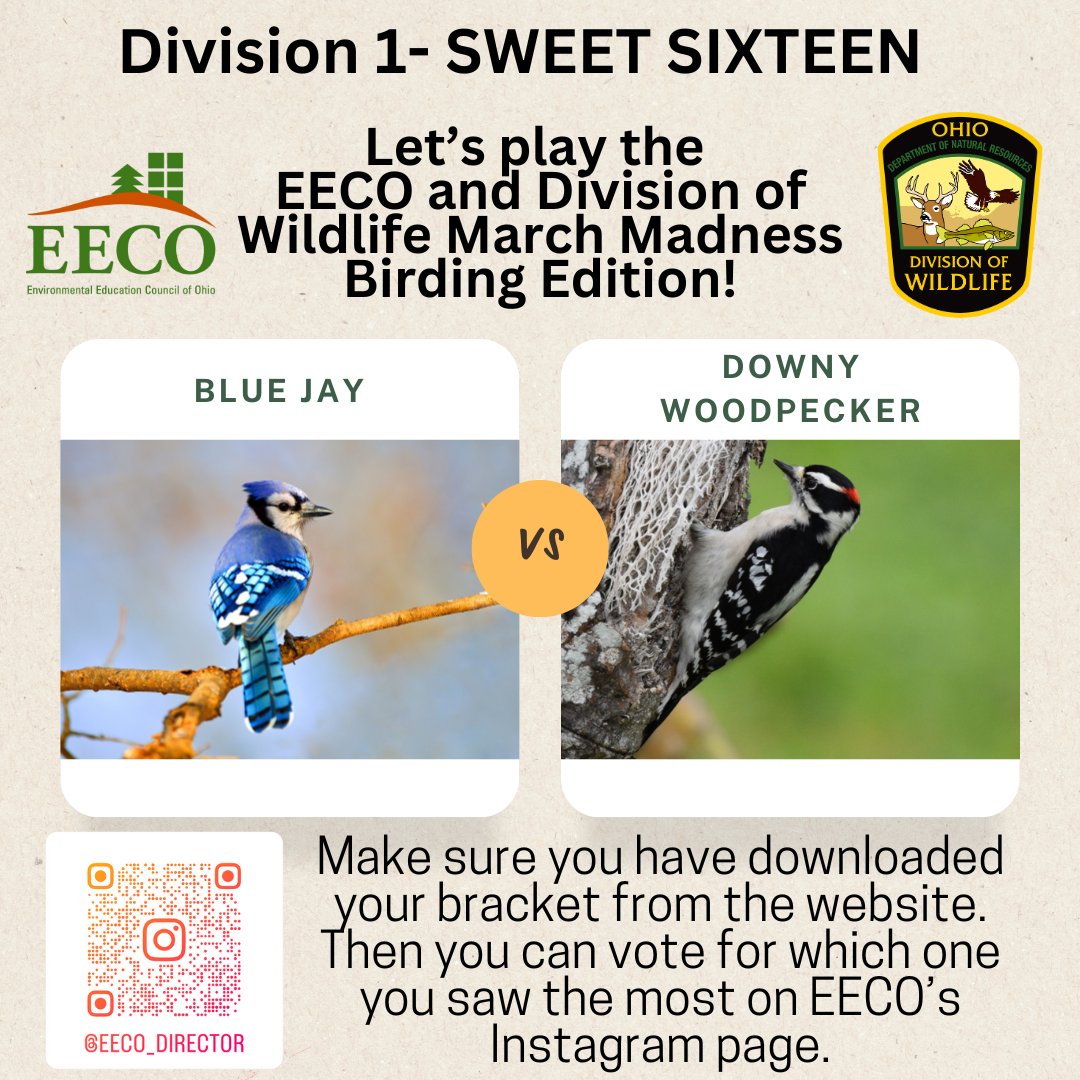 directorEECO's tweet image. It is time for the Division 1 SWEET SIXTEEN 😳 Who will make the ELITE EIGHT? 😁 Play along and let us know which bird you saw more by voting on our Instagram page. 
To learn about our Bird Brackets: eeco.wildapricot.org/page-1786411

#getoutside #marchmadnessbirdbracket #BirdingFun