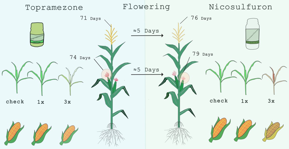 🌽New Research! 🌱

"Effect of ALS and 4-HPPD Inhibitor Herbicides on Maize Lines"—now in Crops! 

 J.I. Saavedra-Avila, J.J.G. Zavala, A.S. Varela, F.C. González &amp; J. Crossa.

🔗 mdpi.com/2673-7655/5/2/…

#WeedManagement #HerbicideResistance #MaizeResearch #CropProtection #AgTech