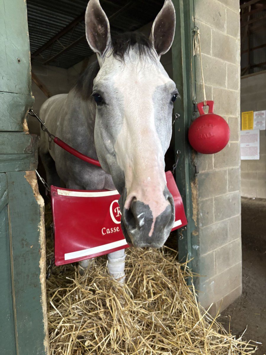 Matt Dinerman (@3coltshandicap) on Twitter photo Fun Fact: SANDMAN absolutely LOVES peppermints.
The <a href="/markecasse/">Mark Casse</a> trained colt by Tapit had to settle for minor awards in the Southwest and Rebel and looks to put it all together in the Arkansas Derby on Saturday. <a href="/jose93_ortiz/">Jose Ortiz</a> will be aboard for the first time. Fun Fact: SANDMAN absolutely LOVES peppermints.
The <a href="/markecasse/">Mark Casse</a> trained colt by Tapit had to settle for minor awards in the Southwest and Rebel and looks to put it all together in the Arkansas Derby on Saturday. <a href="/jose93_ortiz/">Jose Ortiz</a> will be aboard for the first time.