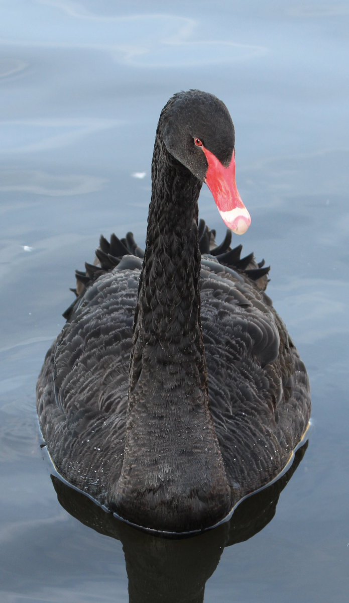 Look what’s turned up at Salford Quays. Stunning - A Black Swan.