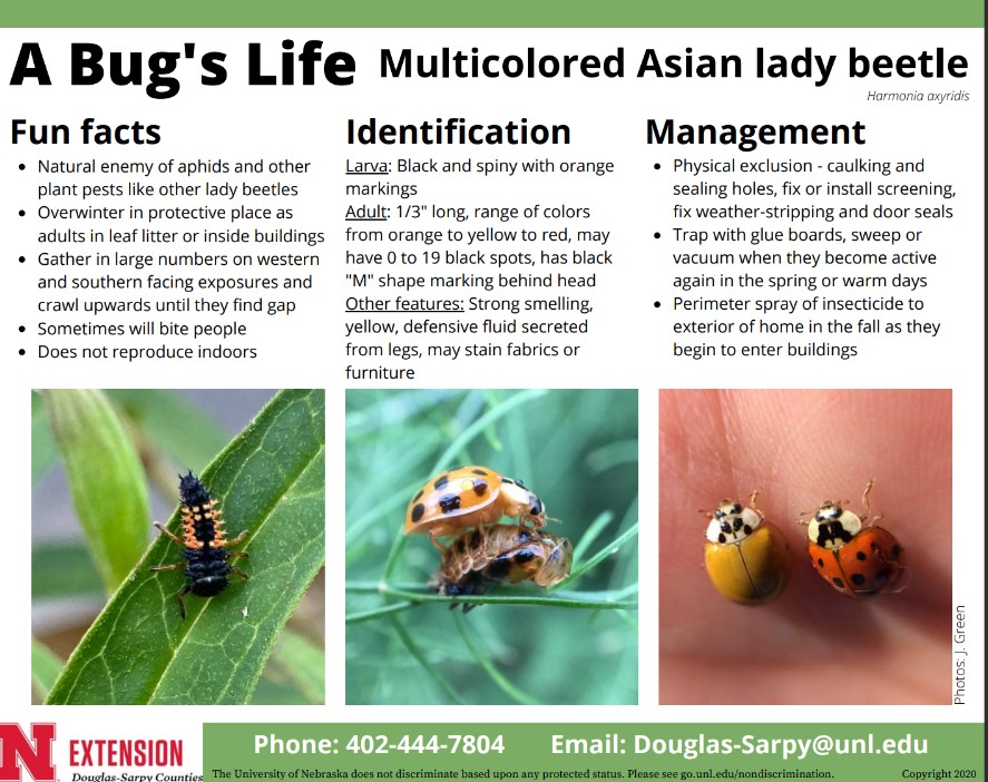 DouglasSarpyExt's tweet photo. Overwintering Pests Are Waking Up! 🐞🚨

Noticed Multicolored Asian Lady Beetles in your home?
🔸 Colors: Orange, yellow, or red
🔸 Markings: Black “M” behind the head
🔸 Defense: Smelly yellow fluid that stains
Learn how to manage them: 🔗 https://t.co/SpYeQEWfI4
@UNLExtension https://t.co/KcEcXYMrKU
