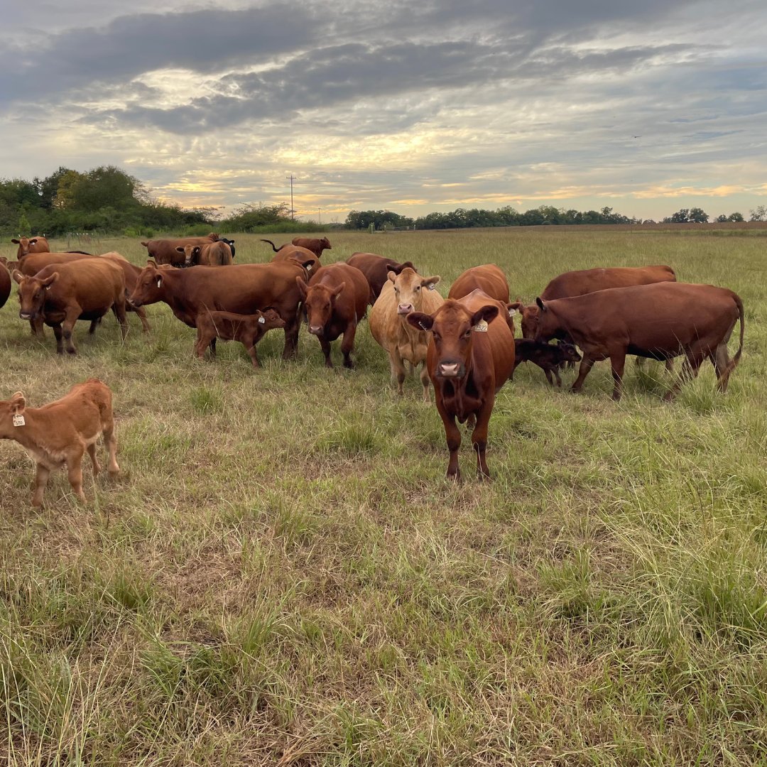 📍 Columbia, Alabama

Jim and Jessica Yance began raising Red Angus cattle in 2006 when they became co-operators at RA Brown Ranch in Throckmorton, Texas. Today, the couple runs JYJ Red Angus, a registered seedstock and commercial cow/calf operation in southeast Alabama.

Jim is
