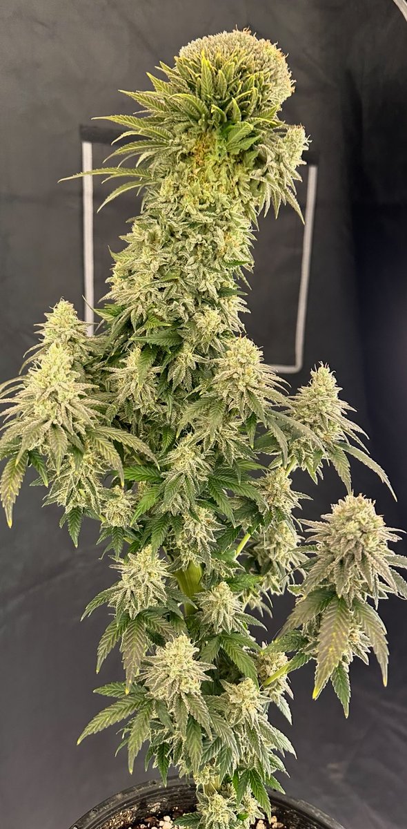 dexterdanko's tweet photo. Check out the Fasciation on this mutant. I’ve came across this genetic mutation quite a few times but this one was by far my wildest plant. Drop a picture below of any wild mutations you have come across. I’d like to see them.
#fasciation #cannabisculture #indoorgrow #GMO https://t.co/qka7ORZfqz