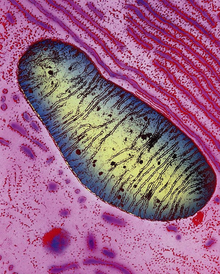 If you want to have athlete-like mitochondrial health, start by mastering these 5 pillars:

1) Essential nutrients &amp; supplements 

The non-negotiables for mitochondrial health: 

• B vitamins (especially B2, B3) 
• Creatine phosphate 
• CoQ10 (ubiquinol form only) 
•