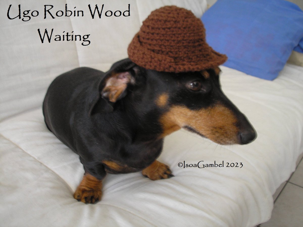 IsoaG's tweet photo. #UgoElPerritoFeliz #MyPics #MyDog #myhat https://t.co/O2bmm2mTy3