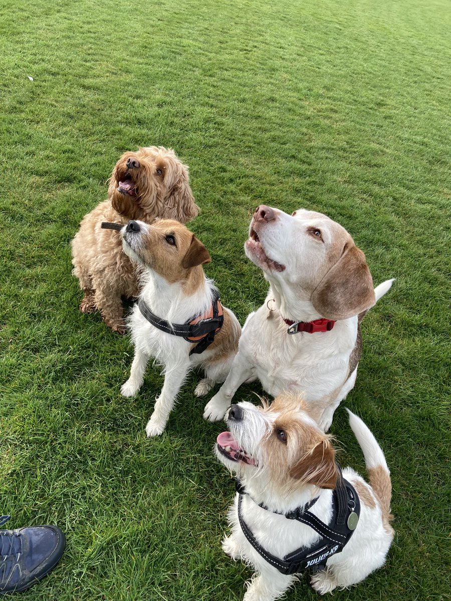 Billie and Otis are visiting 😁 #beagle
