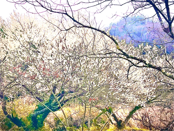 コイツらが我が家の酒になります(梅) 