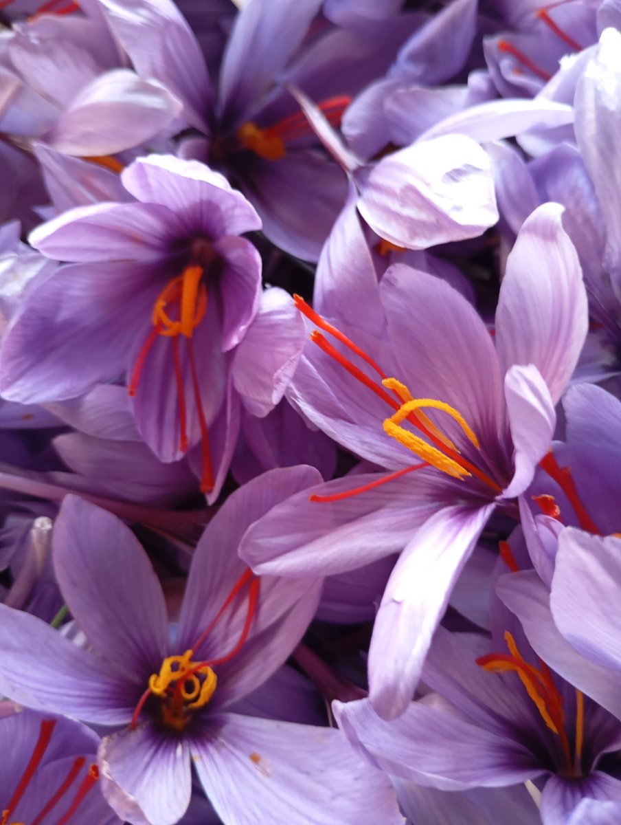 Safran dünyanın en kıymetli baharatıdır. Sebebi ise hem zihinsel fonksiyonları arttırdığı için hem de bin yıllardır psikolojik sıkıntılara deva olduğu için. Dünyanın en kaliteli safranı İran negin ütülü safranıdır. Bir hafta çayını ya da suyunu içen insanlarda etkisini gösterir