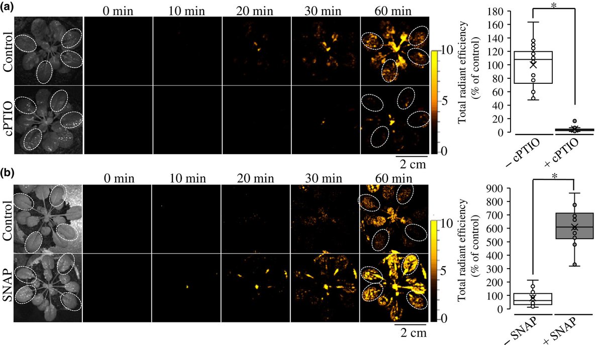 Live imaging of NO in whole plants

Mohanty et al.

📖 nph.onlinelibrary.wiley.com/share/TSFCDAUW…