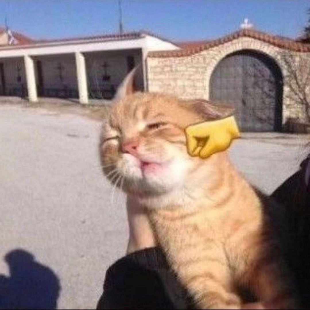 Punch Cat (@punchingcat) on Twitter photo 