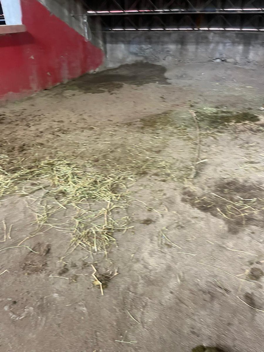 raulfutbol27's tweet image. Enorme agradecimiento a la Sra.  Alcaldesa de @munisanfelipe por autorizar festivales que rompan el campo de juego. A usted no le interesan los hinchas, el club, los jugadores y nada que tenga que ver con un partido de fútbol. Es una falta de respeto. Inaceptable.