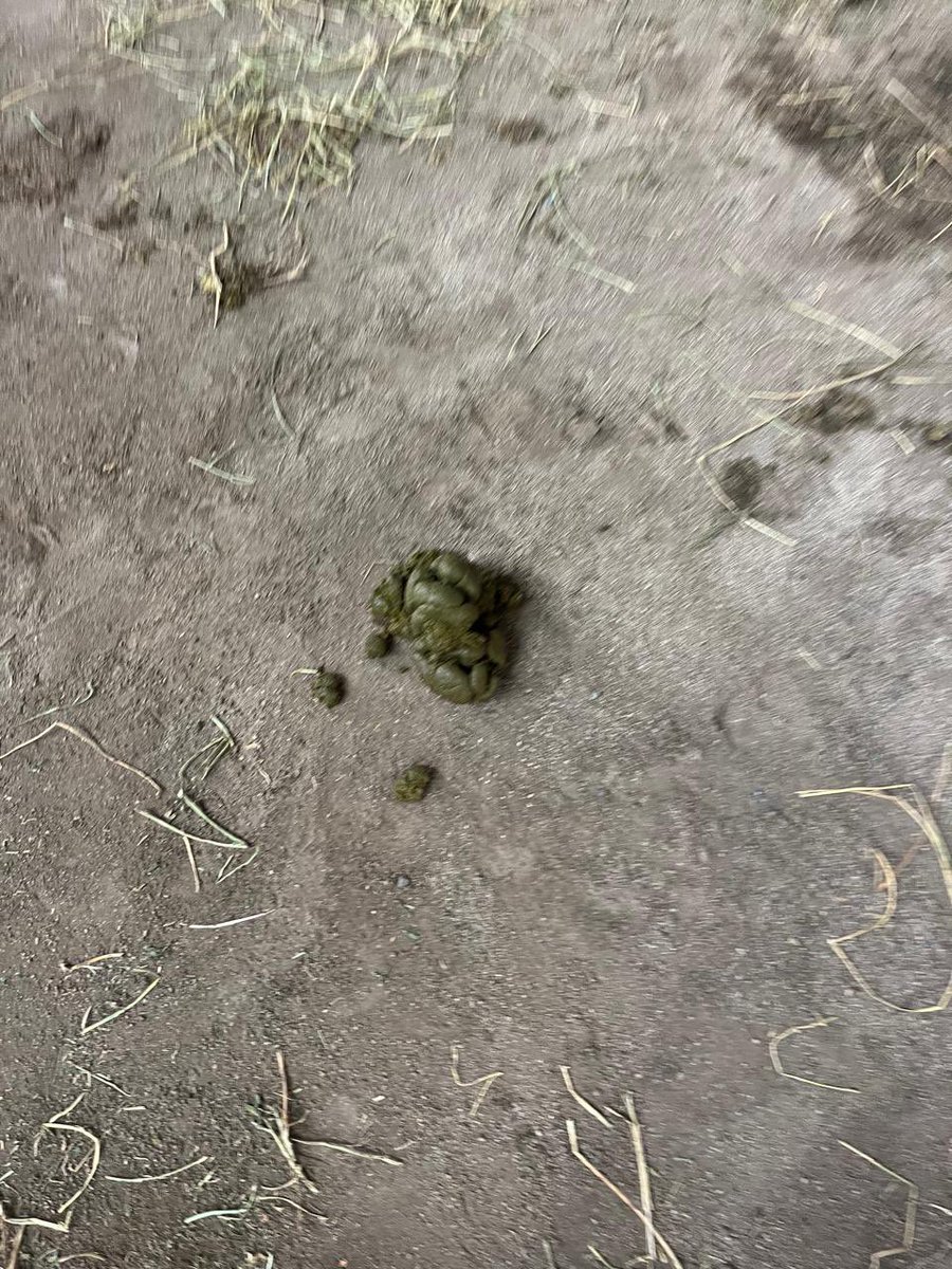 raulfutbol27's tweet image. Enorme agradecimiento a la Sra.  Alcaldesa de @munisanfelipe por autorizar festivales que rompan el campo de juego. A usted no le interesan los hinchas, el club, los jugadores y nada que tenga que ver con un partido de fútbol. Es una falta de respeto. Inaceptable.