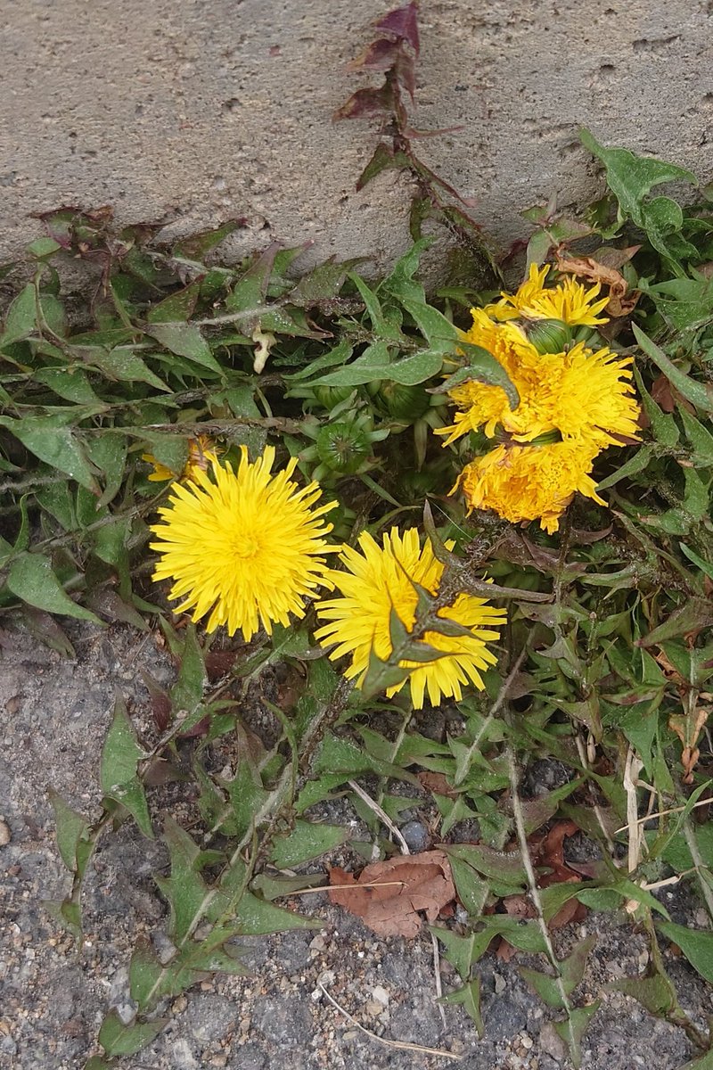 Niclas Wahlgren tweet media