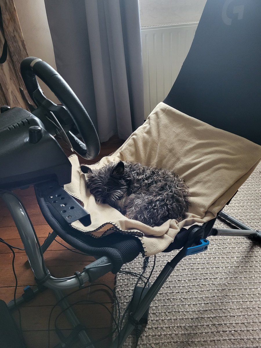 Le chien a trouvé son troisième lit dans la maison.