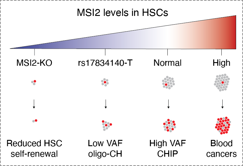 Gaurav Agarwal (@gaurava_uk) on Twitter photo What protects individuals from developing blood cancers?
Thrilled to share my work in <a href="/bloodgenes/">Vijay Sankaran</a> lab, describing inherited resilience protecting blood stem cells from clonal hematopoiesis by modifying RNA regulation. 🧵👇(1/n)
biorxiv.org/content/10.110… What protects individuals from developing blood cancers?
Thrilled to share my work in <a href="/bloodgenes/">Vijay Sankaran</a> lab, describing inherited resilience protecting blood stem cells from clonal hematopoiesis by modifying RNA regulation. 🧵👇(1/n)
biorxiv.org/content/10.110…