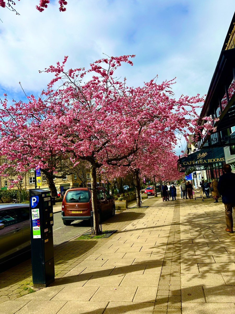 A special treat this week dinner at Betty’s Big fish chips and peas was delicious and the blossom in the trees was beautiful