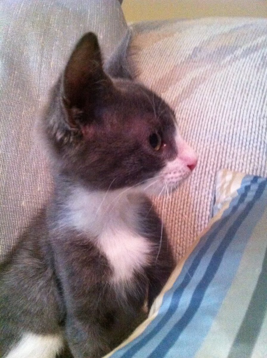 TuxTedTabbyMag's tweet image. It’s #ThrowbackThursday here I am the first day in my forever home, #bestdayever!  Hope everyone is having a wonderful day! ❤️Teddy (and Maggie)#catsarefamily, #BeKindAlways,
#tuxedo, #CatsOnX, #adoptdontshop 😽😻🐶🐈‍⬛🐕🐾🇺🇸