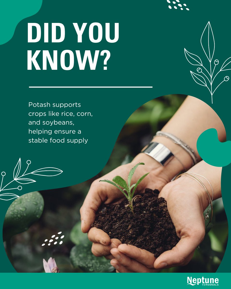 Did you know? Potash is a key nutrient in global agriculture, with 90-95% of it used in fertilizers to grow essential crops like rice, corn, soybeans, and bananas. It helps improve plant health, ensuring we have a steady food supply worldwide.