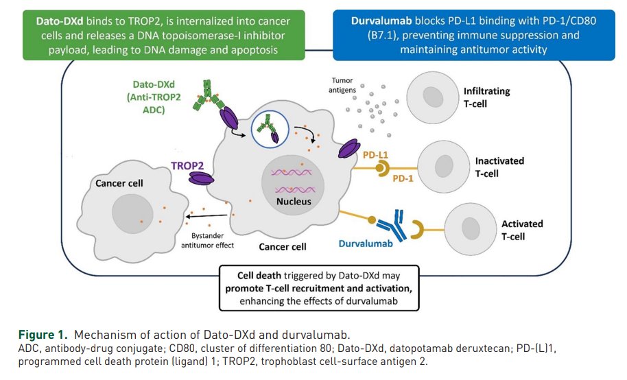 Dana-Farber’s Breast Oncology Center (@dfci_breastonc) on Twitter photo New📰in <a href="/TAMedOncol/">Therapeutic Advances in Medical Oncology</a>👉TROPION-Breast04: A randomized phase III study of neoadjuvant datopotamab deruxtecan (#DatoDXd) plus #durvalumab followed by adjuvant durvalumab versus standard of care in patients with treatment-naïve early-stage triple negative or HR-low/HER2- breast cancer New📰in <a href="/TAMedOncol/">Therapeutic Advances in Medical Oncology</a>👉TROPION-Breast04: A randomized phase III study of neoadjuvant datopotamab deruxtecan (#DatoDXd) plus #durvalumab followed by adjuvant durvalumab versus standard of care in patients with treatment-naïve early-stage triple negative or HR-low/HER2- breast cancer
