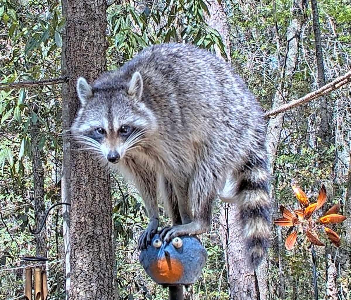 Our first Day Raccoon of the season!! We call them "Daisies" - mama raccoons coming out in the daytime to forage while her newly born kits sleep peacefully and safely in their den. I'll be sure to have kibble and other foods available for her when I refill in the morningtime!