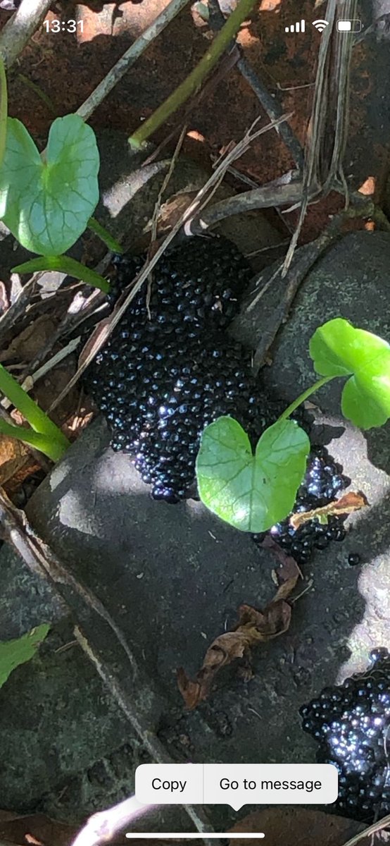 My mum found what looks like hundreds of black eggs in her garden this afternoon. Can anyone help identify them?!