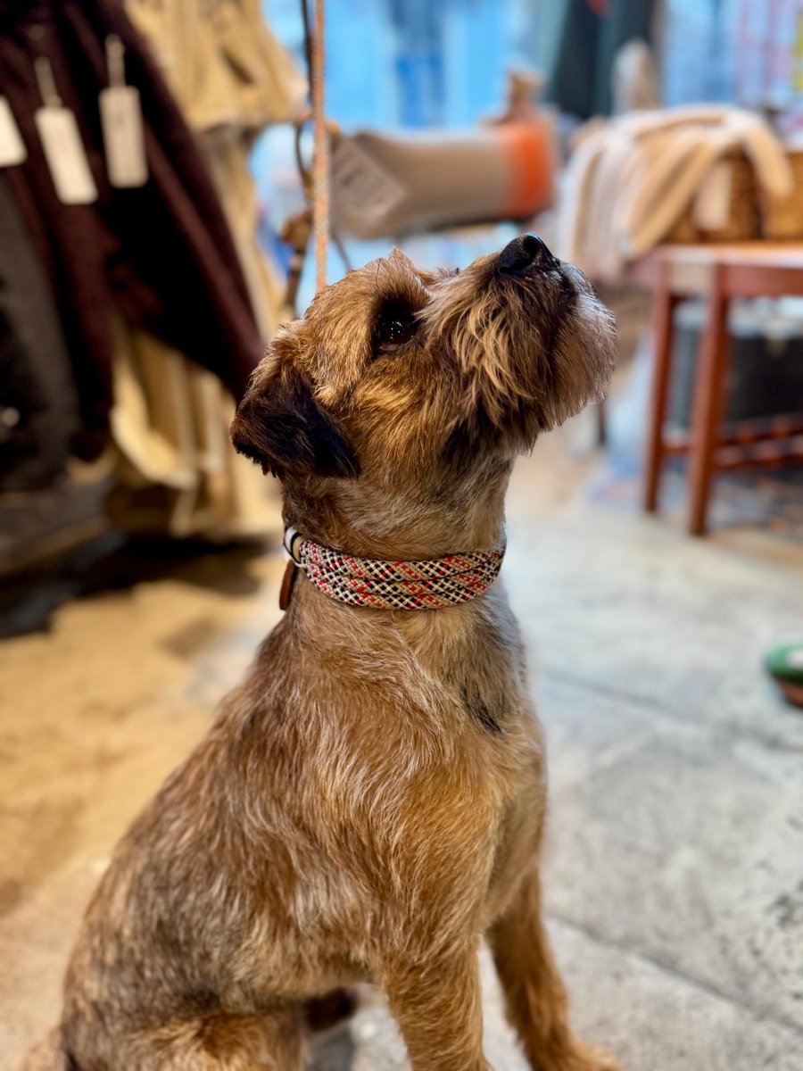 Showing off me new collar and lead from Pet Shop Boyz in Hamburg.