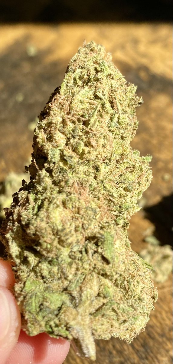 budgnx1's tweet image. Green Crack only 110.00oz shipped! #mmberville #420community #smokesesh #cannabisculture