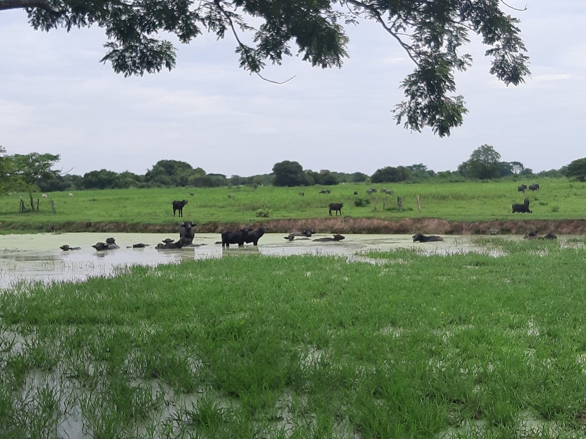 La ganadería moderna aplica conocimientos de bienestar animal, planificación y tecnologia de procesos en función de modelos de negocio diferenciados, la producción sostenible y trazable. El enfoque holístico es optimizar los recursos disponibles con una mayor eficiencia 🇻🇪🐂📈