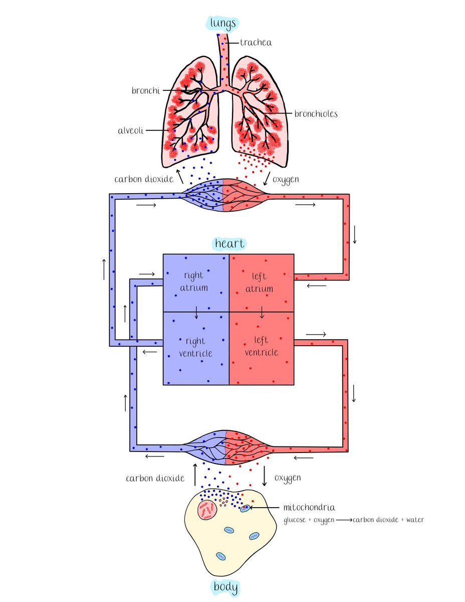 MissH_biology's tweet photo. Forgot how therapeutic I find doodling on my iPad! I’ve added this diagram to my google drive for anyone that may find it useful 🫀🫁 I would either draw this live or reveal it one bit at a time to prevent overload! https://t.co/FLp52nI9Cf https://t.co/2tPFc8WBil