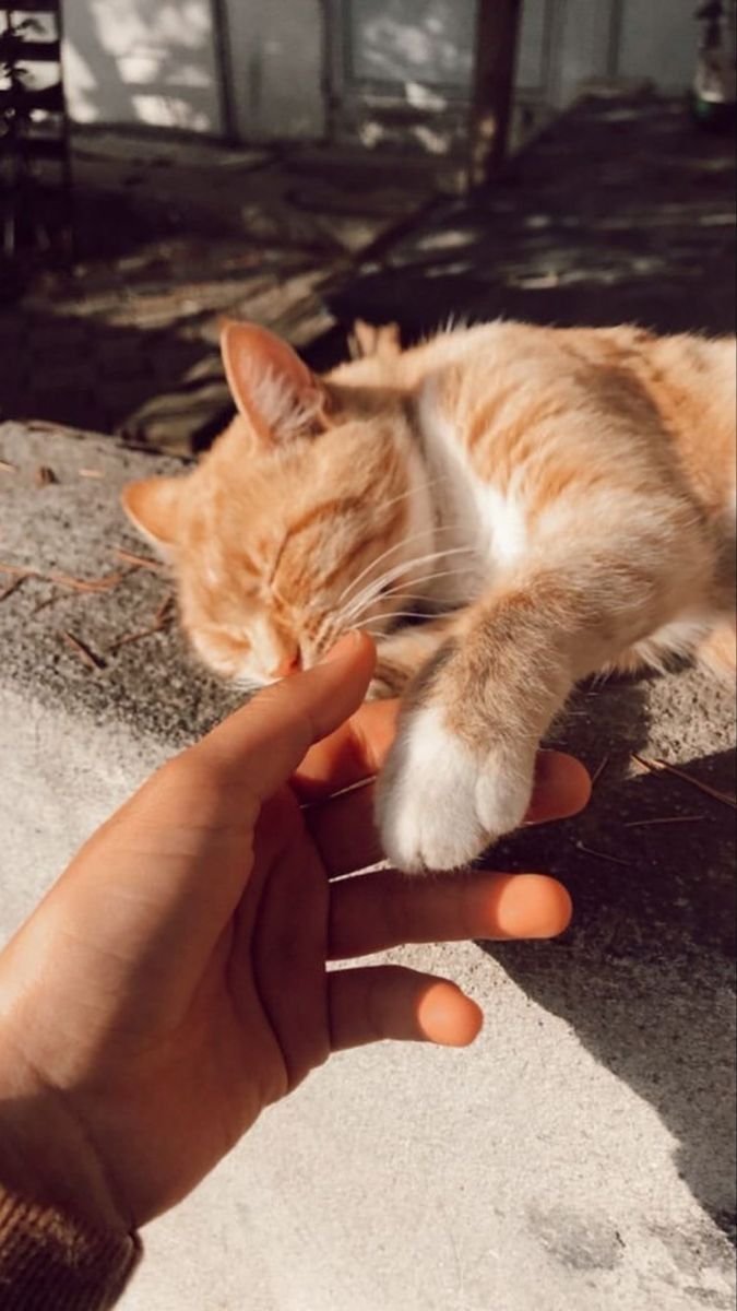 Street cat hungry for love 🥹✨ #Streetcat #love #Cute