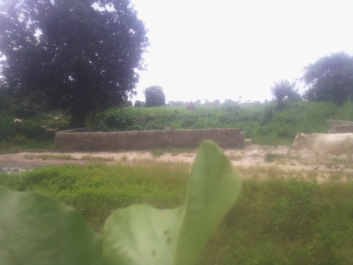 I love garden 🌻🍀 I wish I could get my own piece of land to practice garden!!