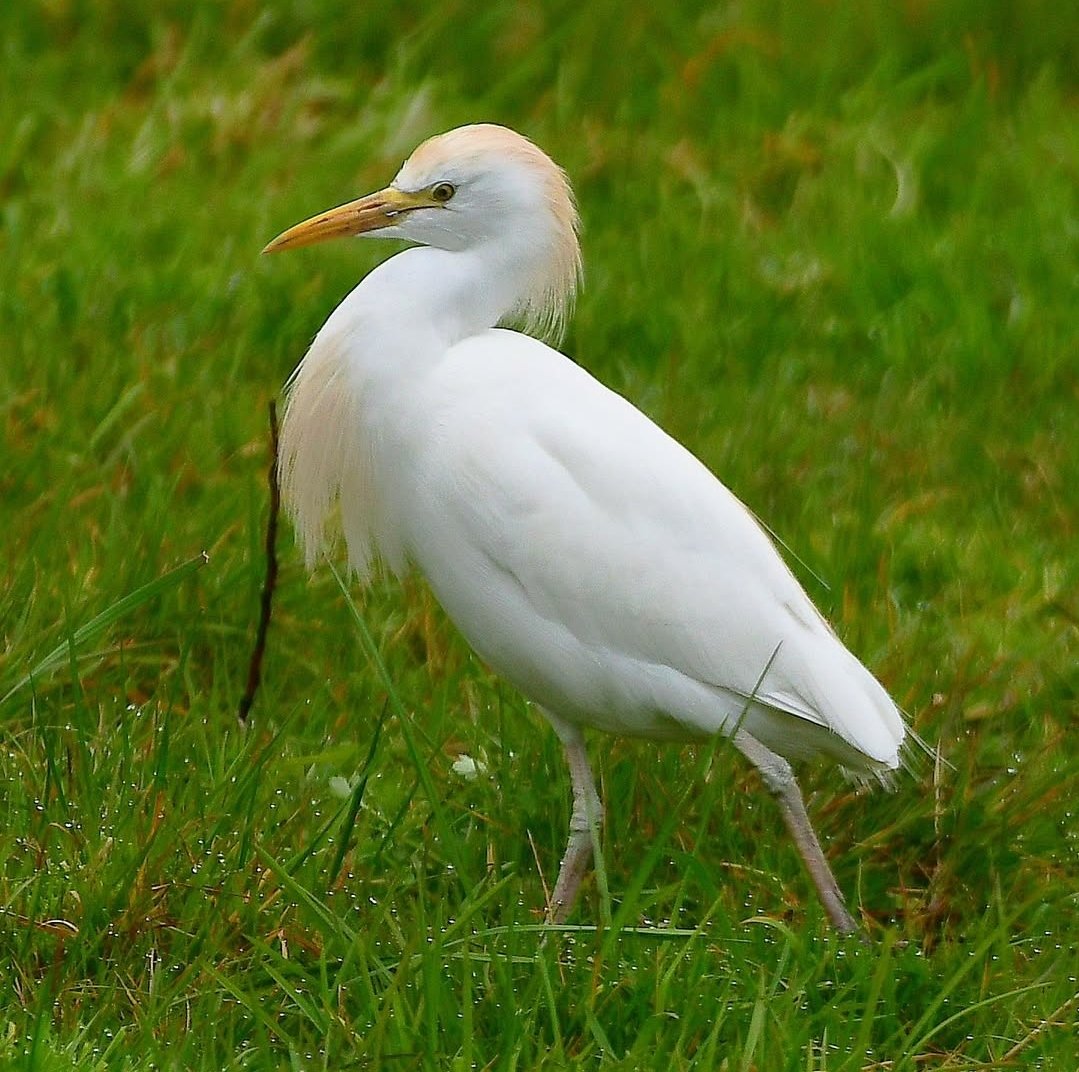 A Cattle Egret today on Tealham Moor