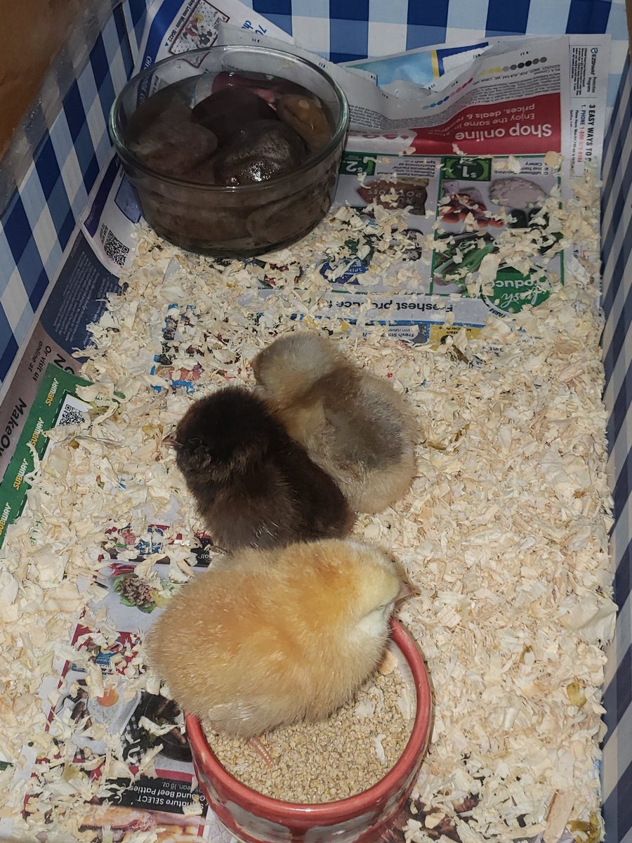 RefractionDCL's tweet image. there was a long line just to pick up chicks... 

due to the egg shortage