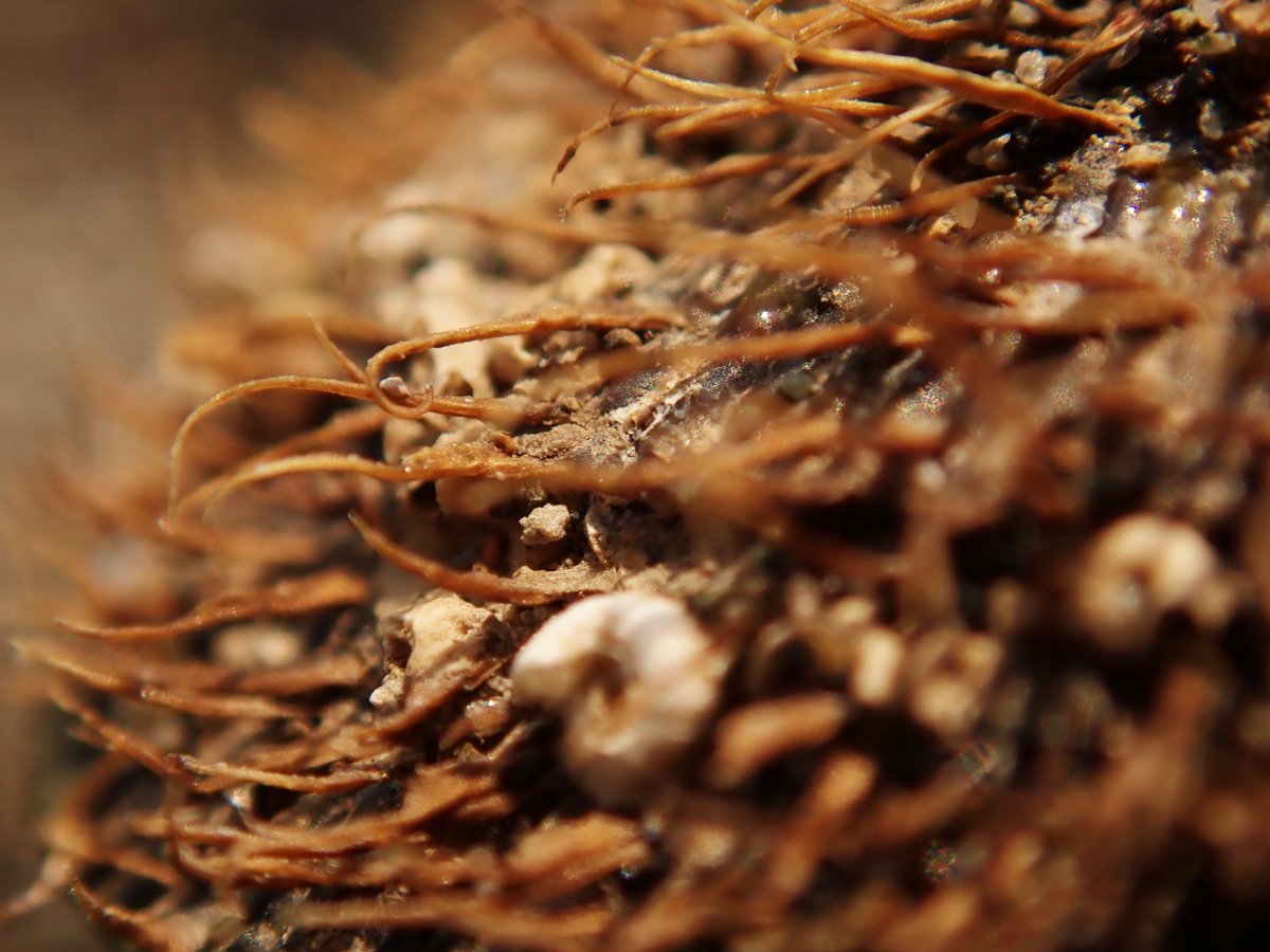 Science_Bar's tweet image. ーー【#MicroArt 投稿作品紹介】ーー 

「動物の毛」 

撮影対象：クジャクガイと思われる貝殻の殻毛

 ーーーーーーーーーーーーーーーーー 
海岸に落ちていたものを撮影したそうです。かっこいい...！😳

（※本作品は撮影者の許可を得て投稿しています）